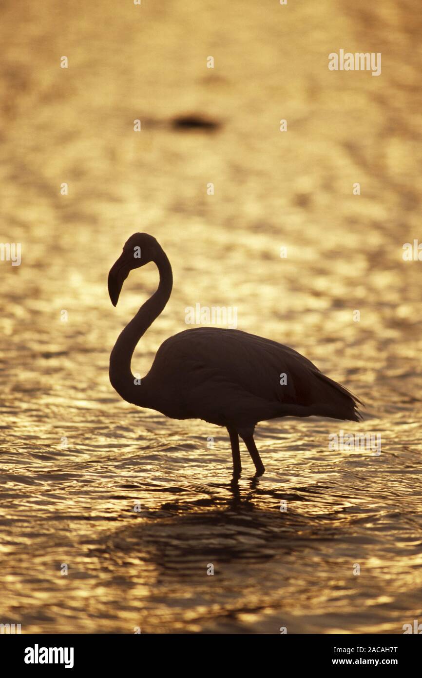 Phoenicopterus ruber, flamant rose, Coucher du Soleil Banque D'Images