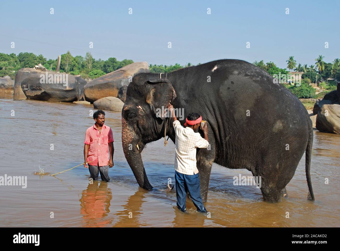 Éléphant avec son cornac baignade en rivière Tungabhadra, Hampi, Inde du sud, l'Asie Banque D'Images