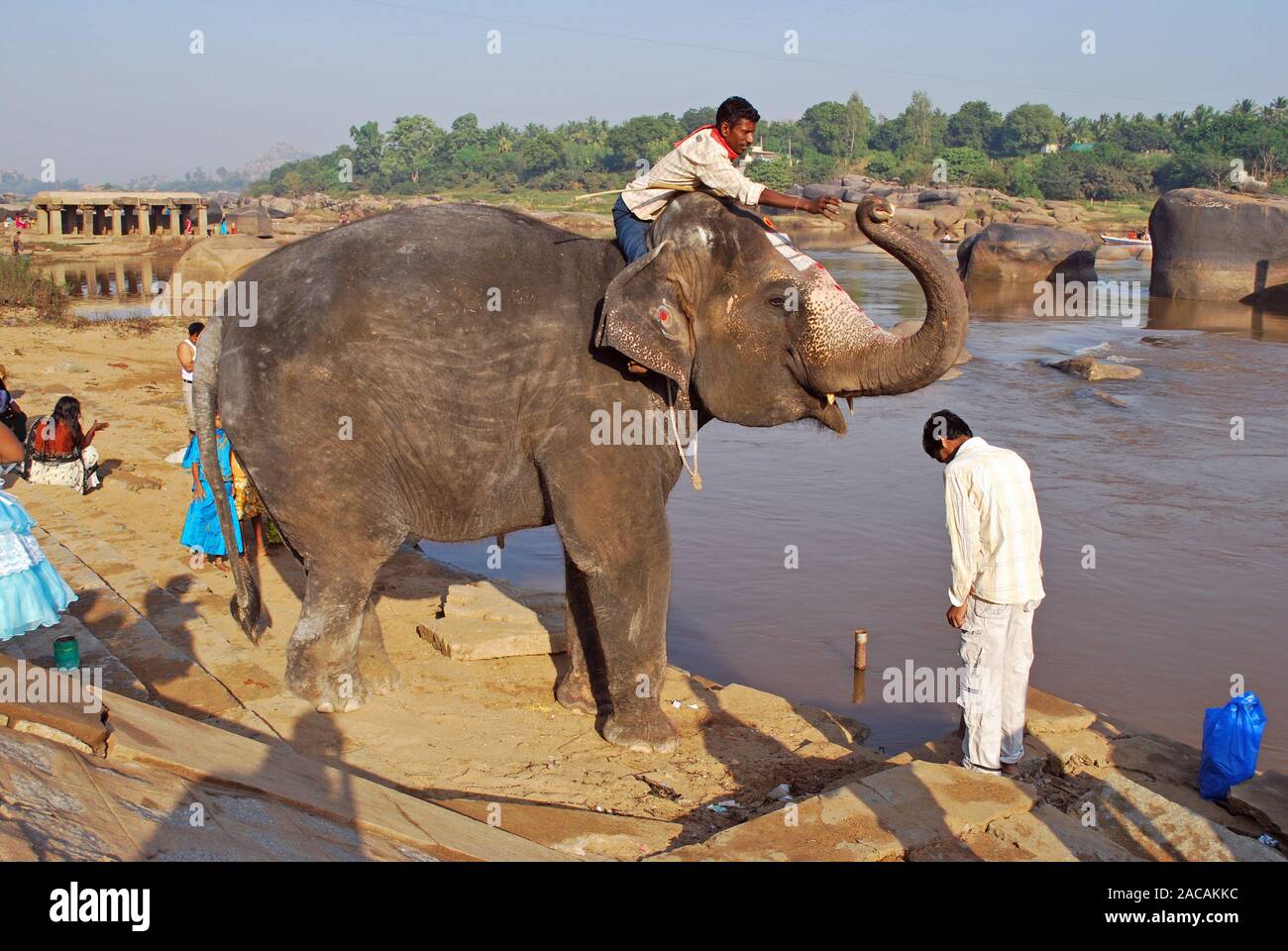 L'éléphant indien bénit le Tugabhadra Rivière à Hampi, en Inde, en Asie du sud Banque D'Images