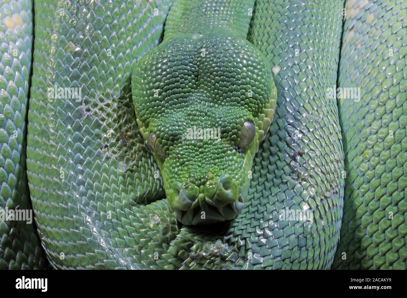 Green Tree python , Morelia viridis, Chondropython viridis Banque D'Images