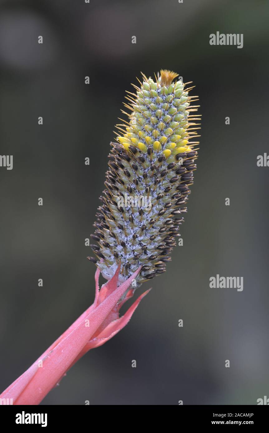 Stand de fruits de Pinels rosette (pineliana lance l'Aechmea), Brésil, Amérique du Sud Banque D'Images