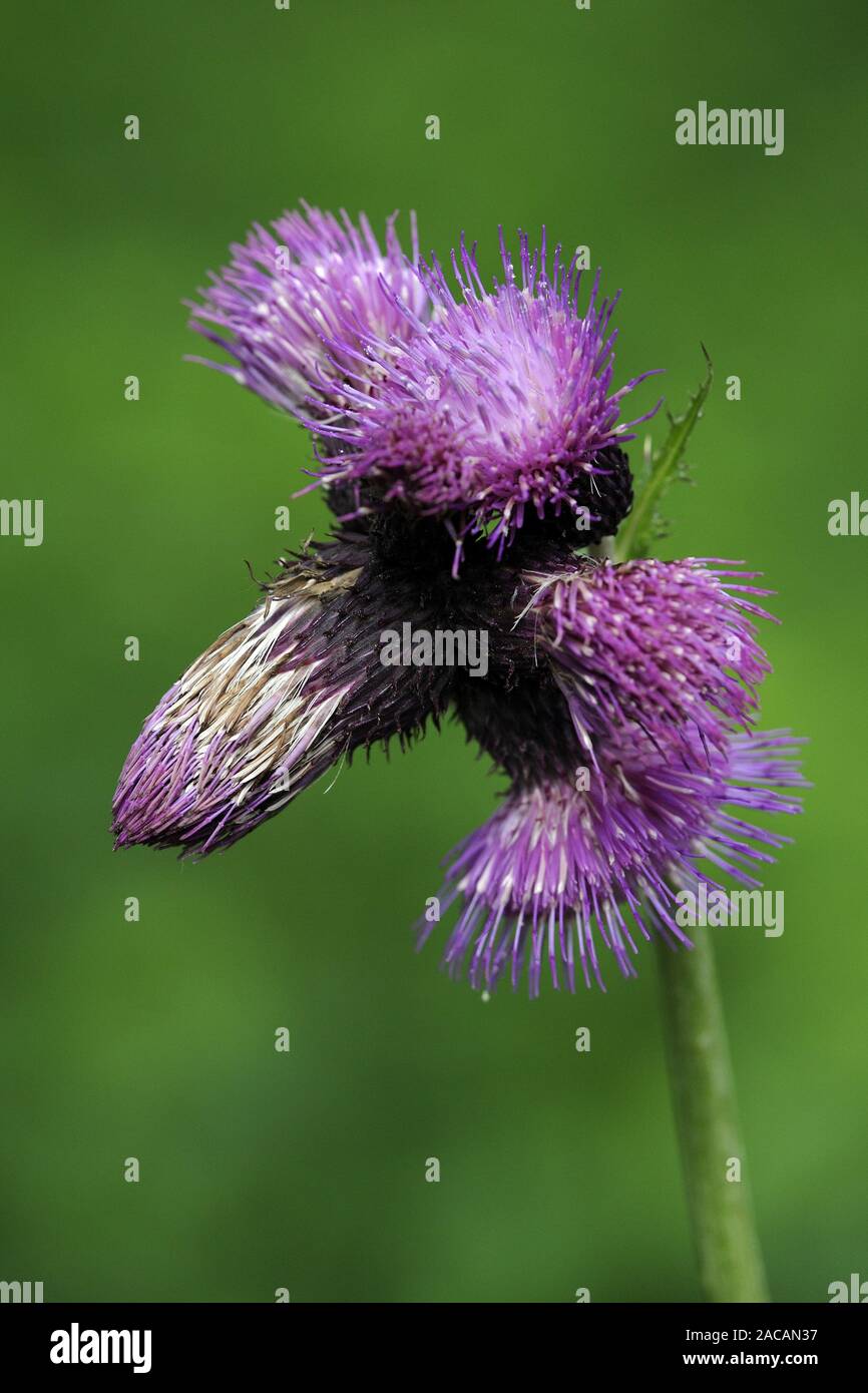 Waldsteins Armheaded, Scratch, chardon Cirsium waldsteinii Banque D'Images