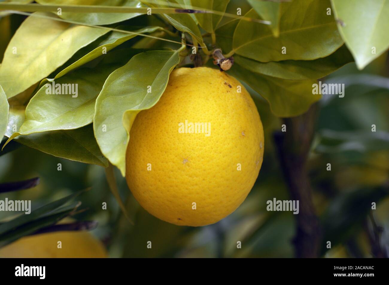 Citrus sinensis Orange, sur l'arbre Banque D'Images