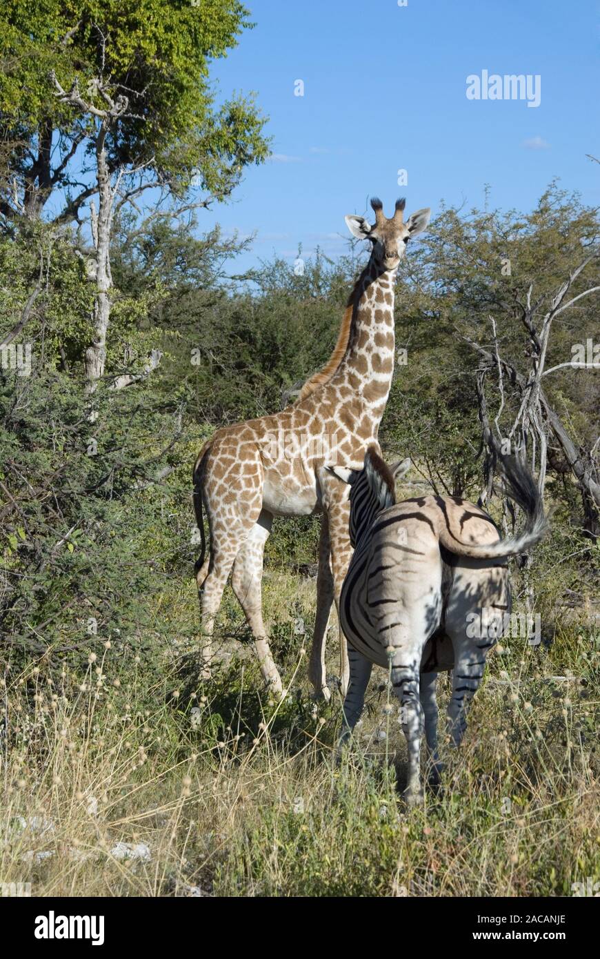 Girafe et Zebra Banque D'Images
