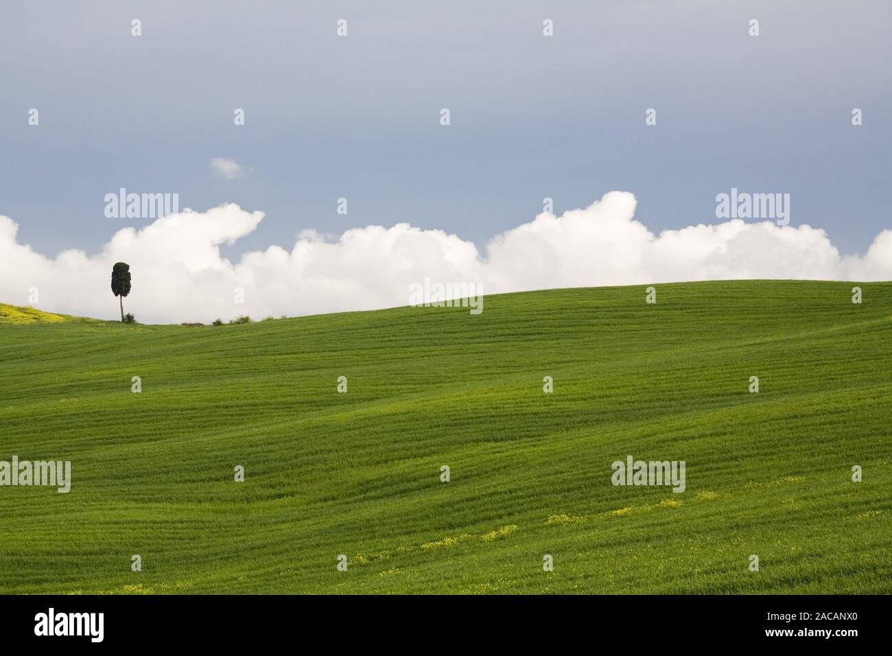 Weinbaugebiet um Montalcino, Valle de Orcia, Toskana, Italien, des vignes à Montalcino, Toscane, Italie Banque D'Images