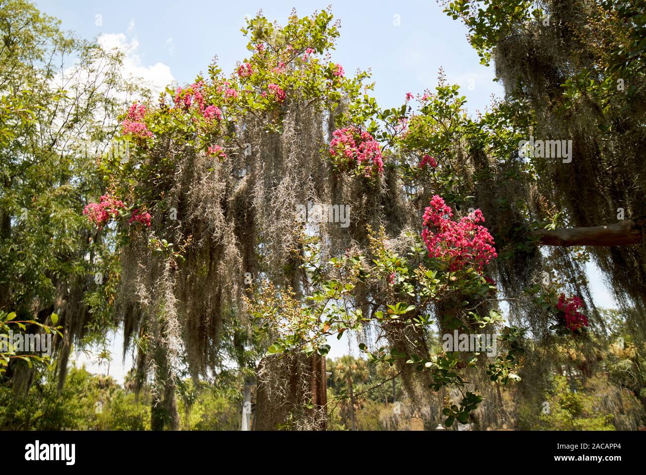 Arbre à fleurs roses avec de la mousse espagnole au cimetière du parc colonial savannah georgia usa Banque D'Images