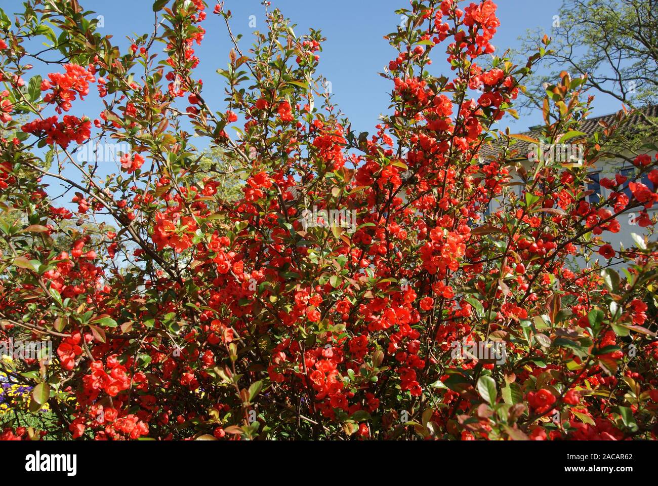 Chaenomeles japonica, Zierquitte, flowering quince Banque D'Images