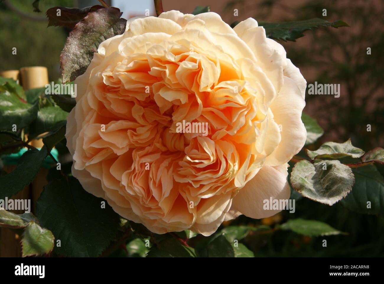 Rosa Crown Princess Margareta, Englische Rose Banque D'Images