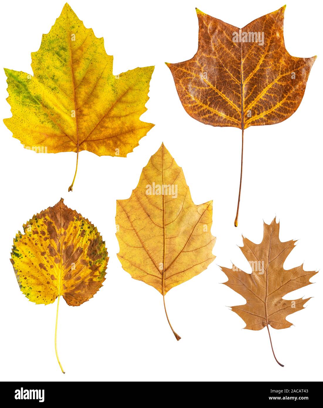 Ensemble de feuilles d'automne isolé sur fond blanc Banque D'Images