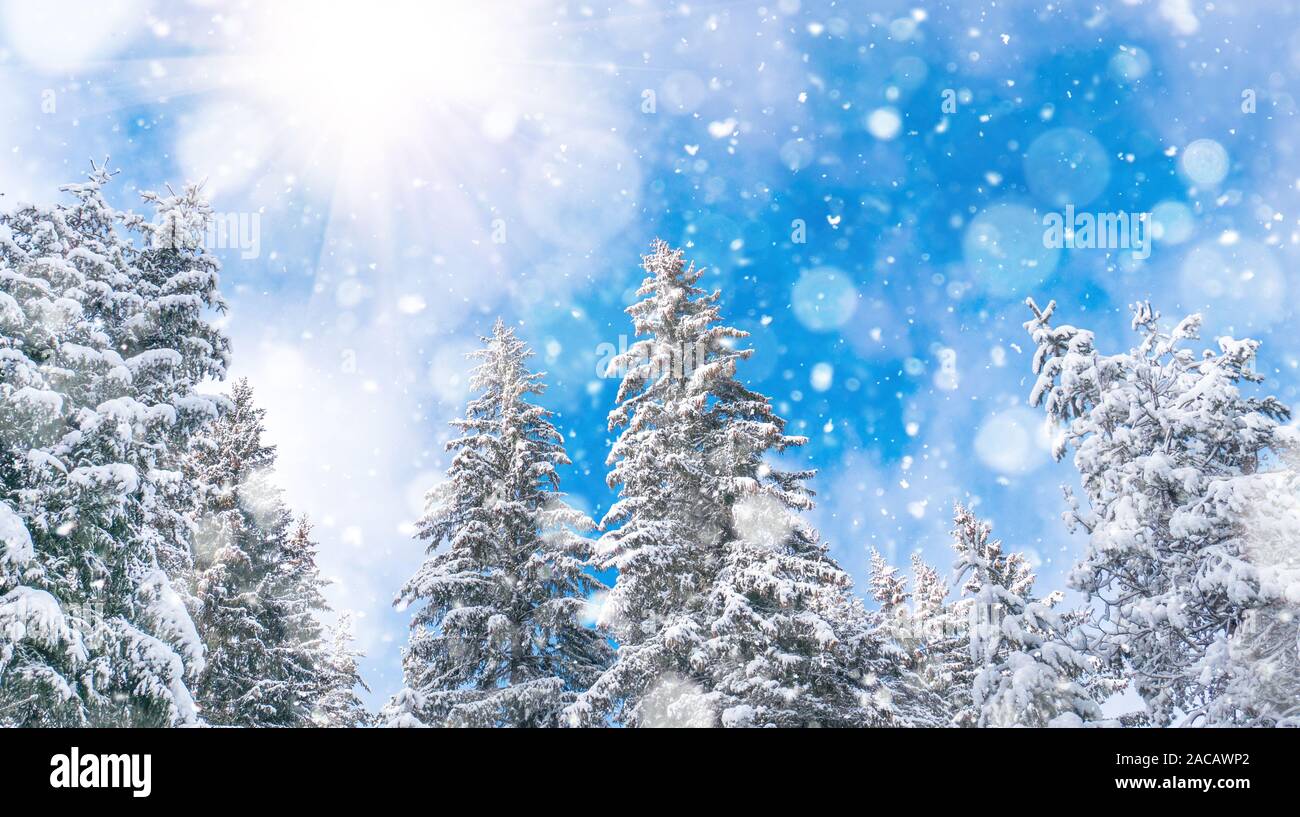 Paysage d'hiver avec la forêt enneigée et soleil. Montagnes des Rhodopes, Bulgarie Banque D'Images Paysage d'hiver avec la forêt enneigée et soleil. Montagnes des Rhodopes, Bulgarie Banque D'Images