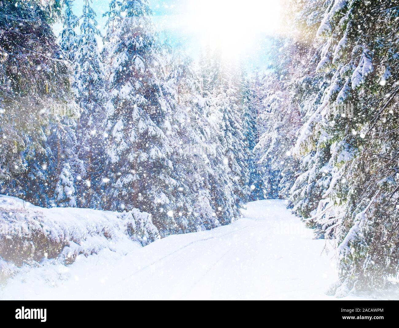 Paysage d'hiver avec la forêt enneigée, route et soleil. Montagnes des Rhodopes, Bulgarie Banque D'Images Paysage d'hiver avec la forêt enneigée, route et soleil. Montagnes des Rhodopes, Bulgarie Banque D'Images