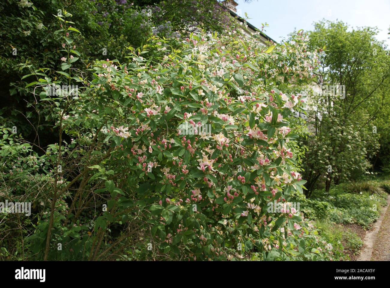 Lonicera tatarica, tatar, chèvrefeuille cherry de couverture Banque D'Images
