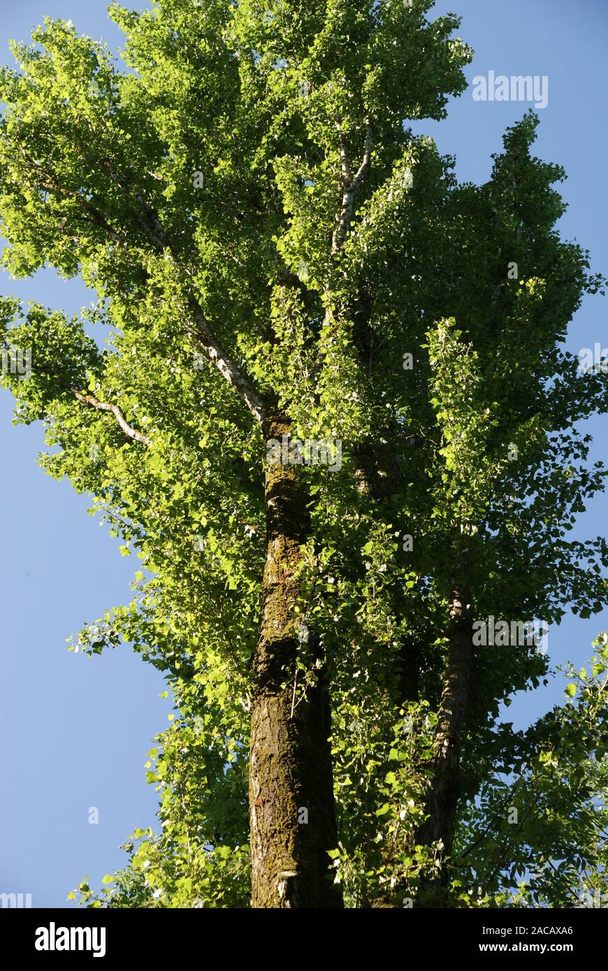 Populus nigra, Schwarzpappel, le peuplier noir Banque D'Images