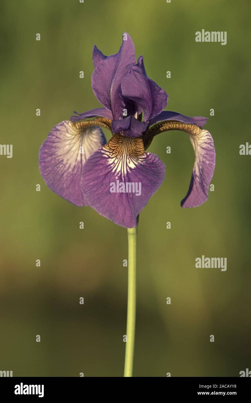 Iris sibirica Iris de Sibérie [] Banque D'Images