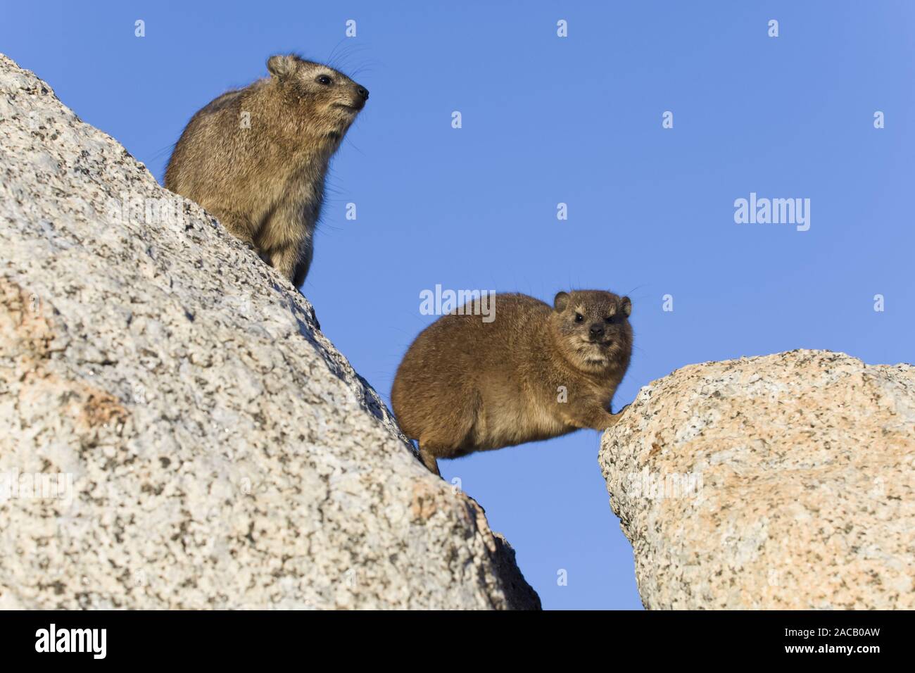 Hyrax Cape, Rock Dassie, Afrique du Sud Banque D'Images