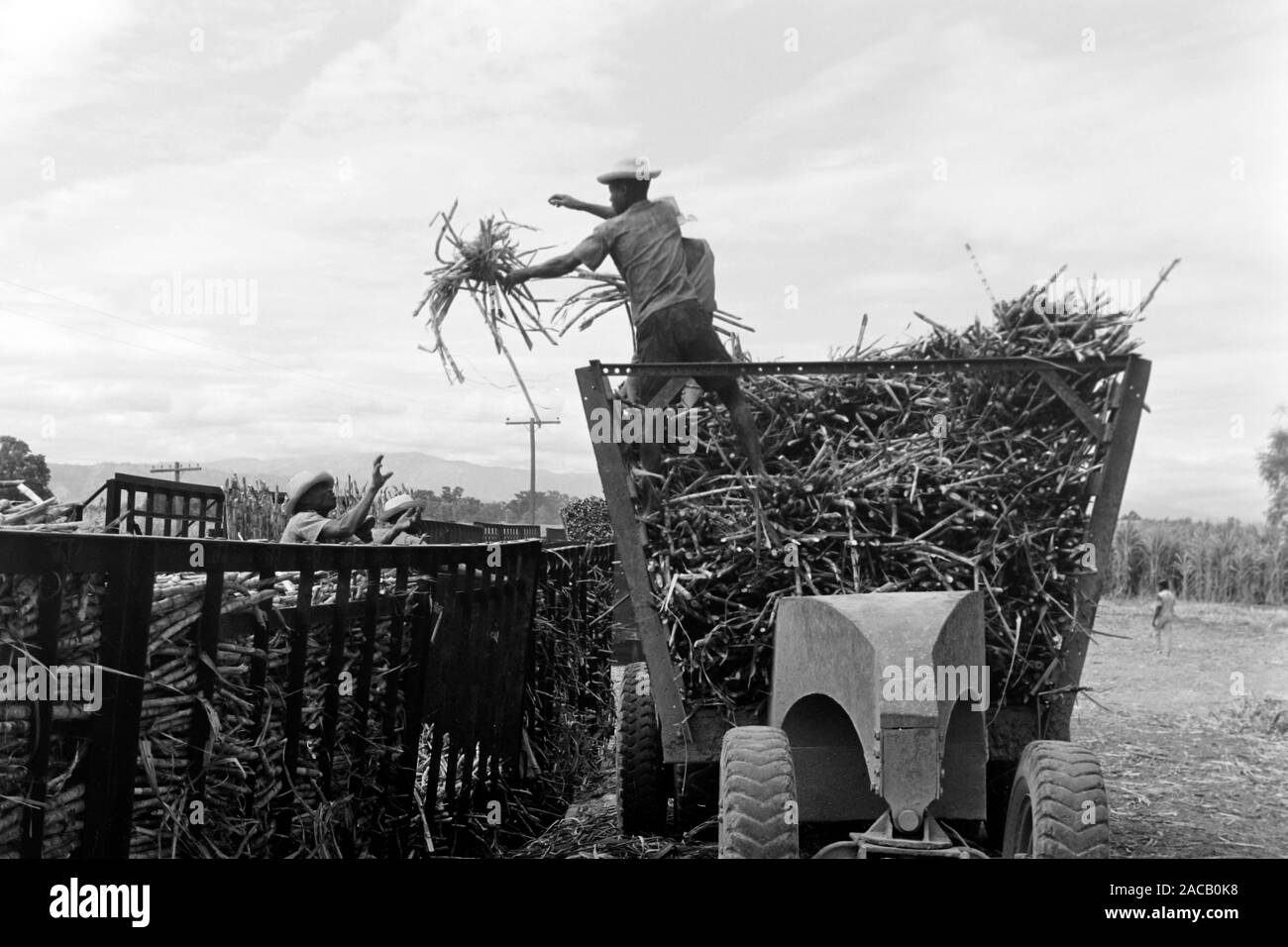 Zuckerrohrumschlag - eines der ser quelques Exportgüter Haitis, 1967. Chiffre d'affaires de la canne à sucre, l'un des rares produits d'exportation d'Haïti, 1967. Banque D'Images