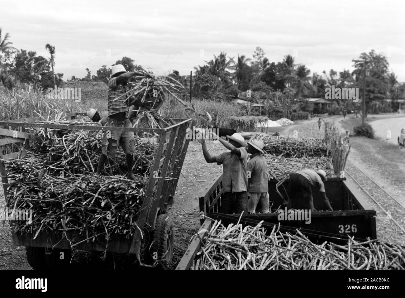 Zuckerrohrumschlag - eines der ser quelques Exportgüter Haitis, 1967. Chiffre d'affaires de la canne à sucre, l'un des rares produits d'exportation d'Haïti, 1967. Banque D'Images