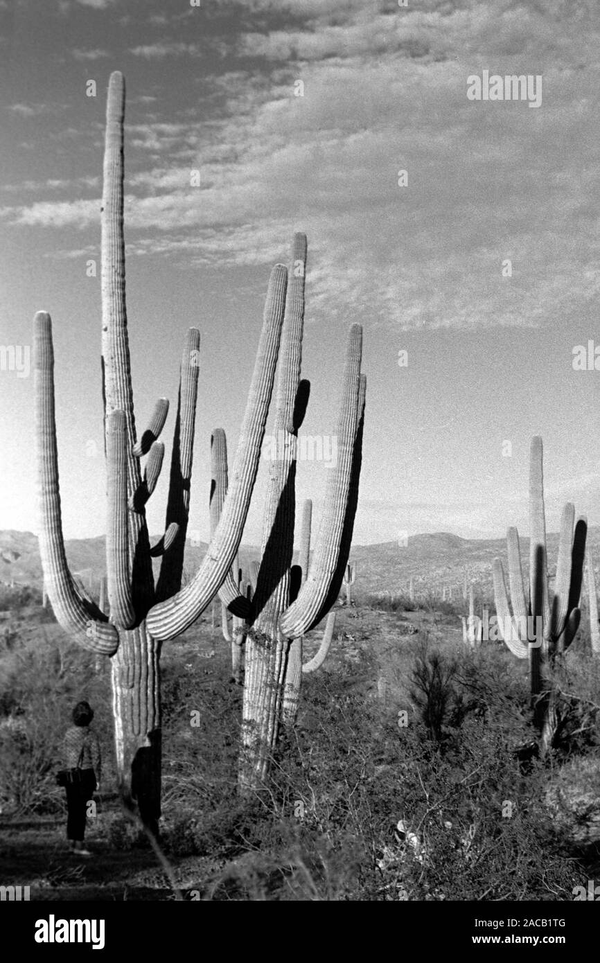 Saguaro-Kaktus Naturschutzpark, 1962. Saguaro National Park, 1962. Banque D'Images