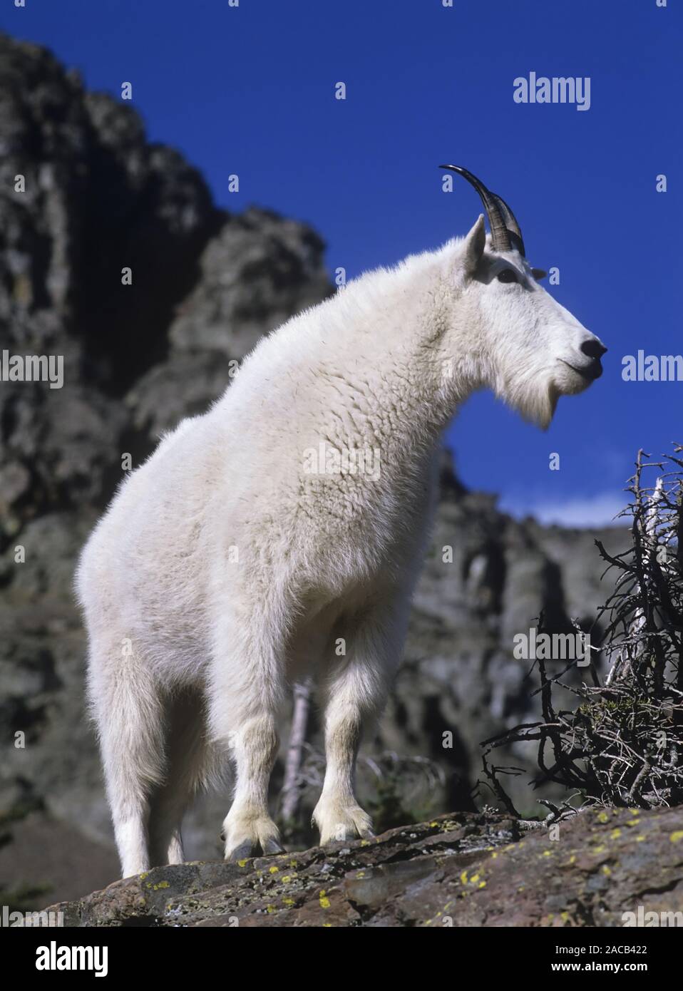 Chevre des montagnes Banque de photographies et d’images à haute