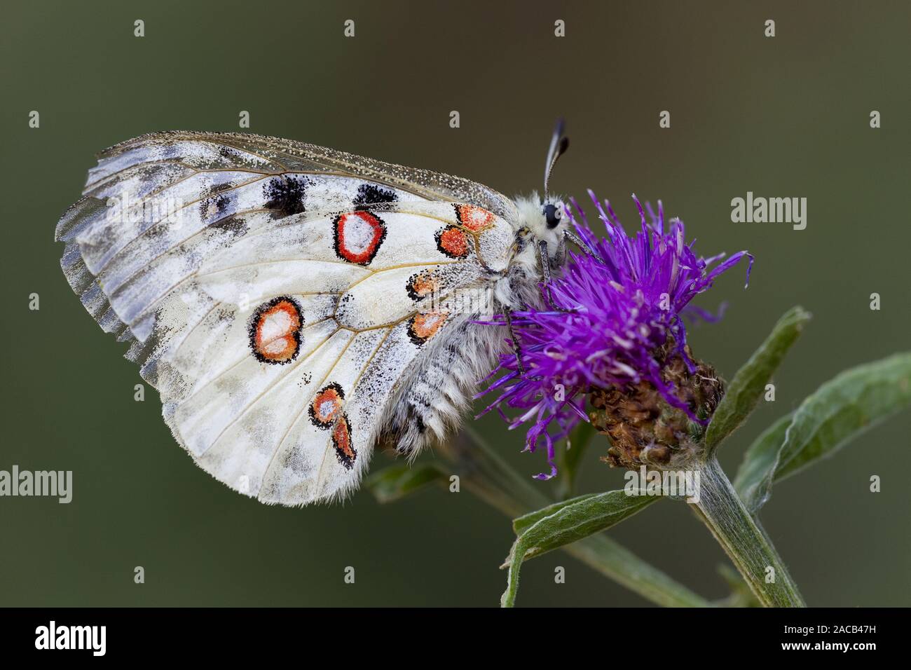 Papillon Apollon alpin Banque D'Images