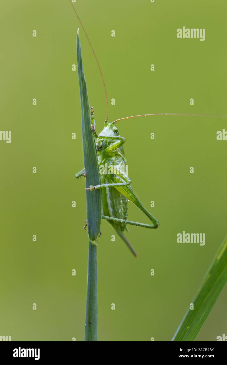 Cheval de foin vert (Tettigonia viridissima) Banque D'Images