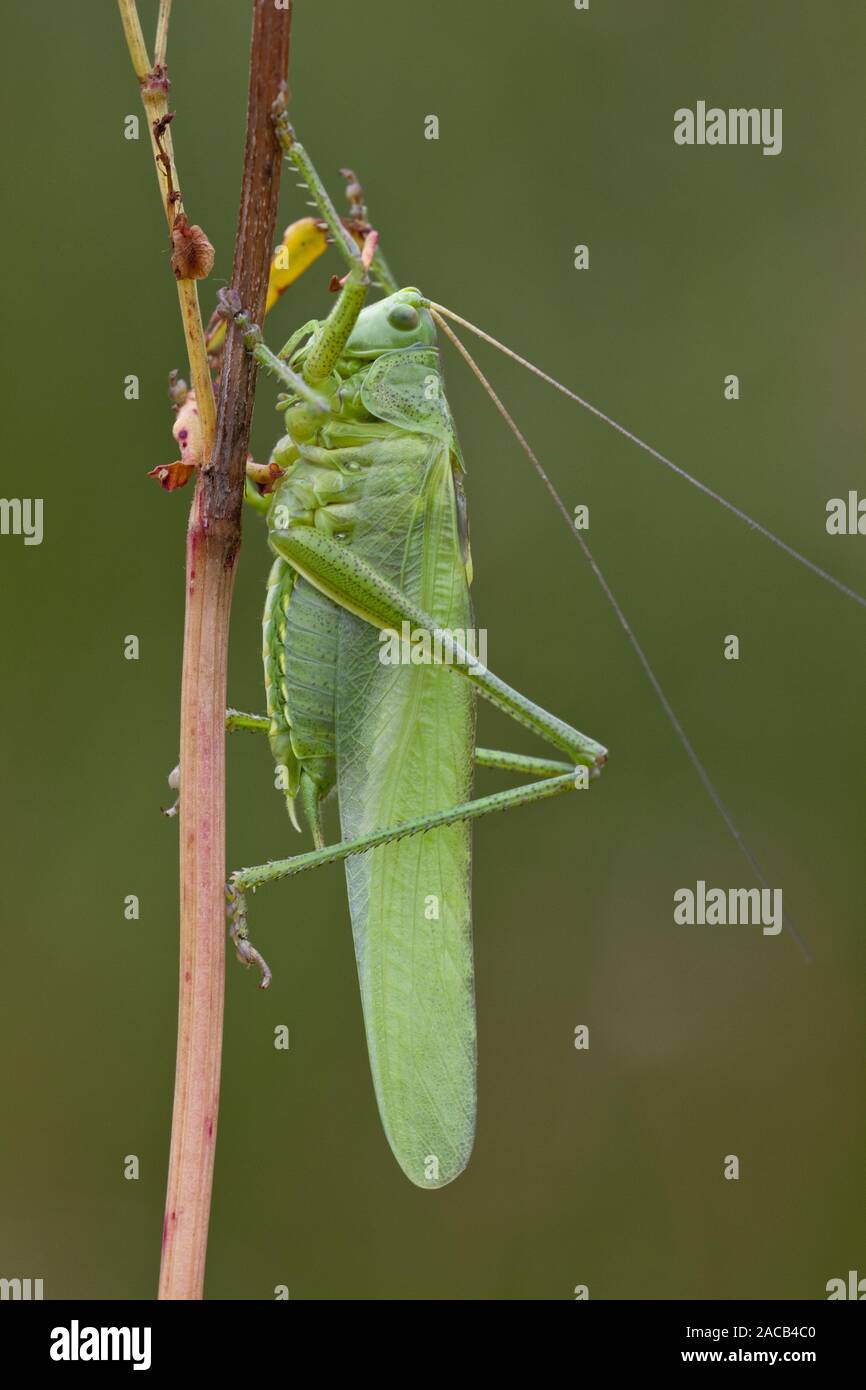 Cheval de foin vert (Tettigonia viridissima) Banque D'Images