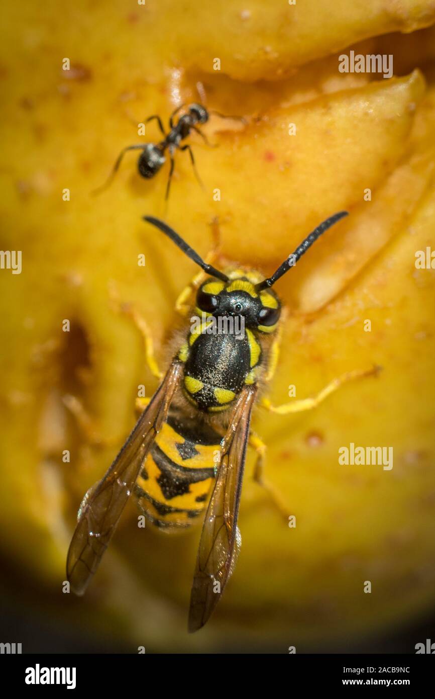 Les Guêpes jaunes pourries tombées au sol. apple Close up de guêpes jaunes Banque D'Images