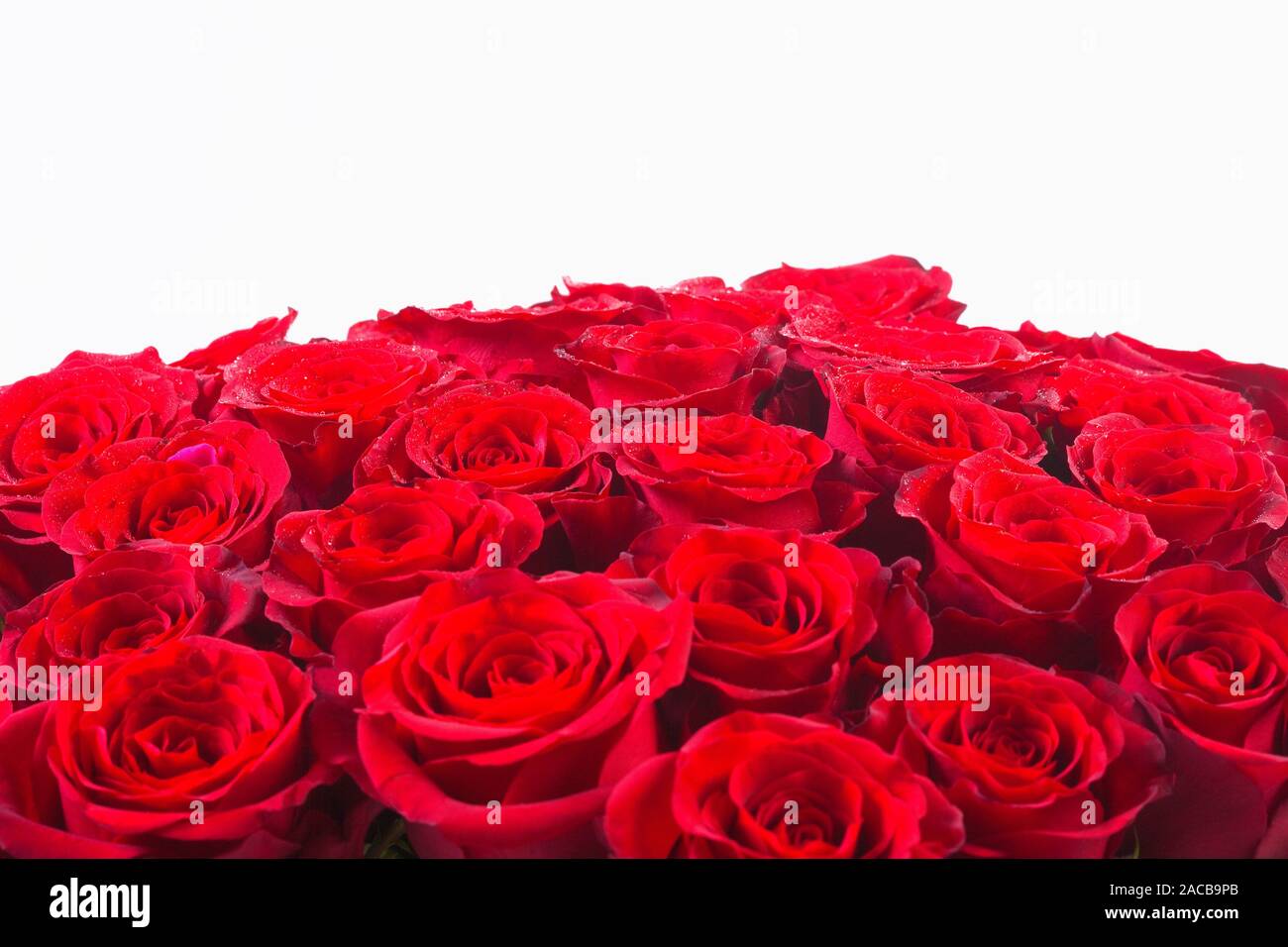 Bouquet de roses rouges - Isolated on White Banque D'Images