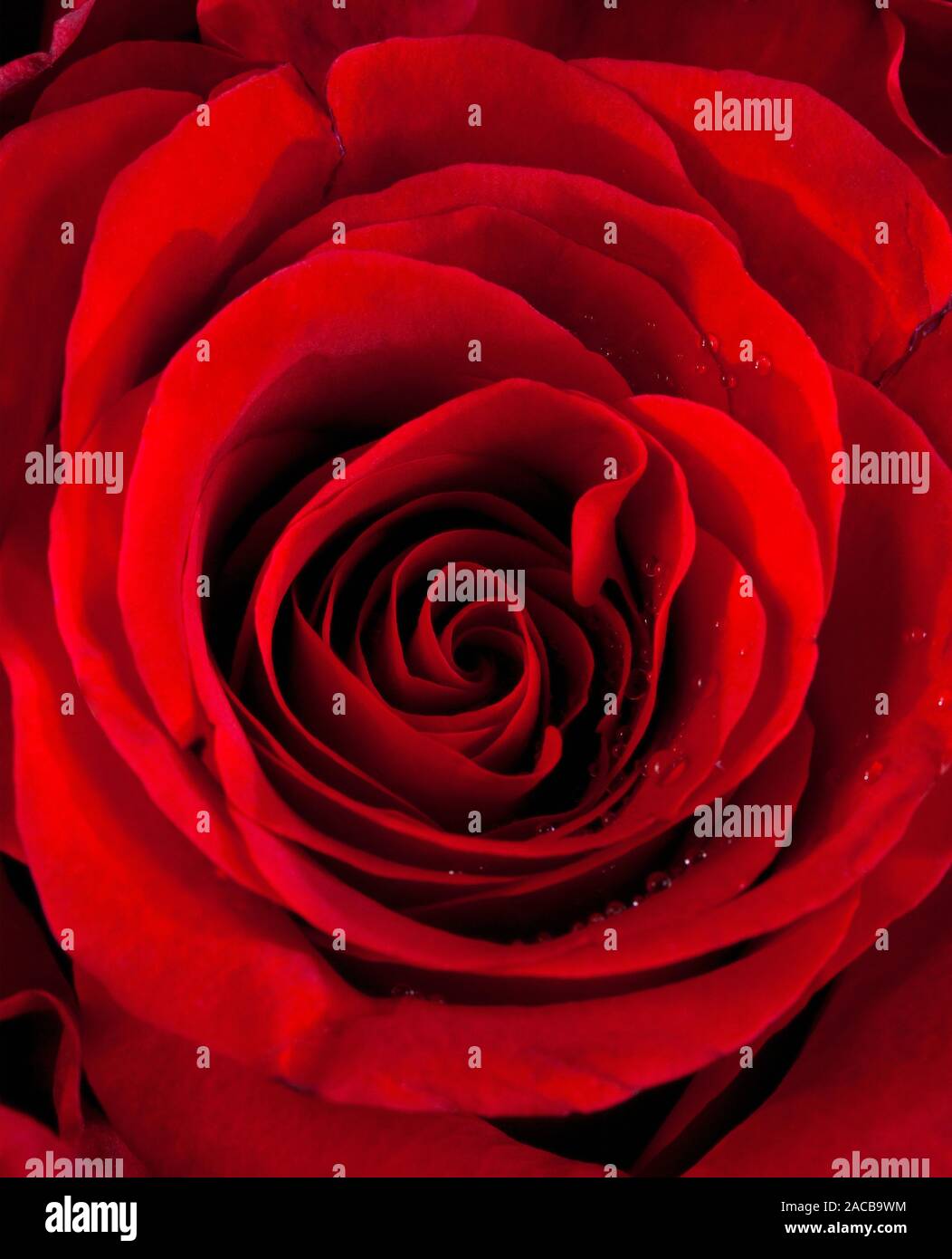 Libre d'une rose rouge Banque D'Images