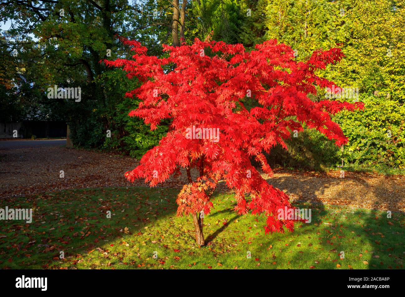 Vue d'une belle japonaise, Acer palmatum, les feuilles des arbres en plein automne couleur rouge écarlate dans un jardin à Surrey, au sud-est de l'Angleterre, Royaume-Uni Banque D'Images