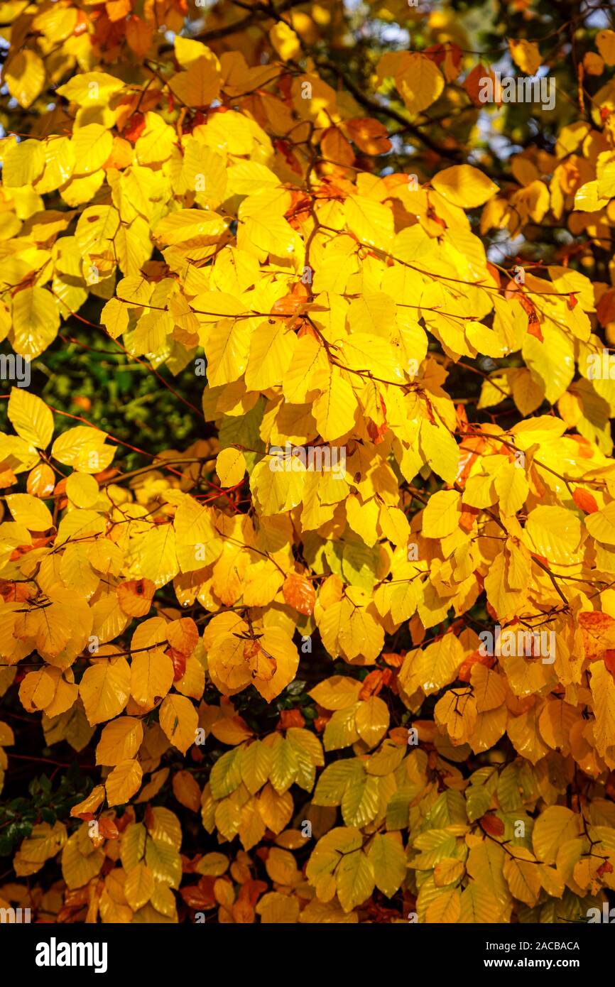 Vue en gros à la fin de l'automne à l'hiver des feuilles de l'hêtre, Fagus sylvatica, dans des couleurs automnales, Surrey, Angleterre du Sud-Est, Royaume-Uni Banque D'Images