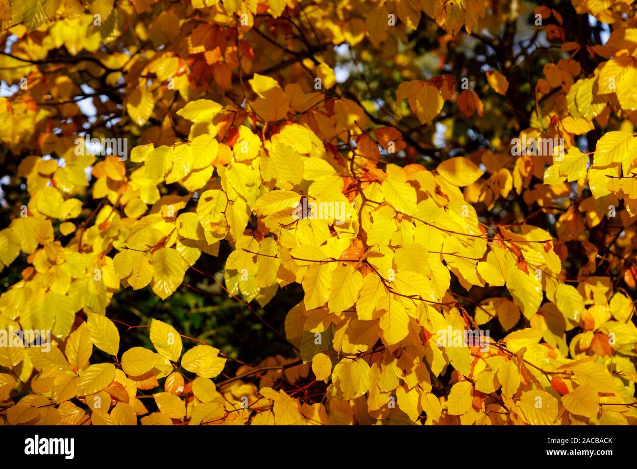 Vue en gros à la fin de l'automne à l'hiver des feuilles de l'hêtre, Fagus sylvatica, dans des couleurs automnales, Surrey, Angleterre du Sud-Est, Royaume-Uni Banque D'Images