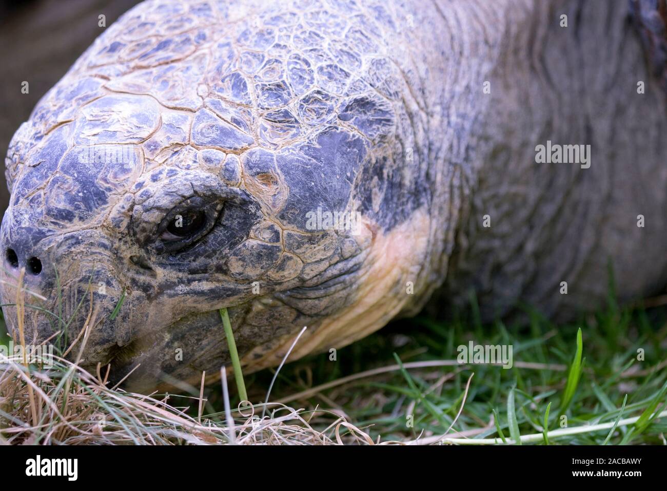 Close up of face à des Tortues Galapagos giant Banque D'Images