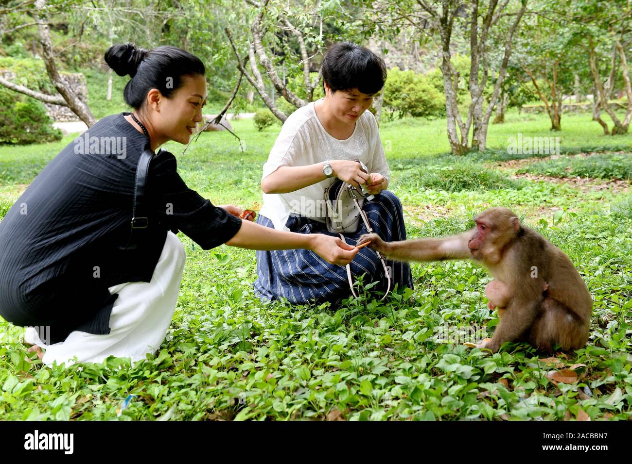 Wuyishan. 20 juillet, 2019. Les touristes nourrir un singe à la réserve naturelle de la montagne Wuyi dans le sud-est de la province de Fujian en Chine, le 20 juillet 2019. Wuyi Mountain a été accepté comme une protection du patrimoine culturel et naturel du site par l'UNESCO en 1999. Credit : Zhang Guojun/Xinhua/Alamy Live News Banque D'Images