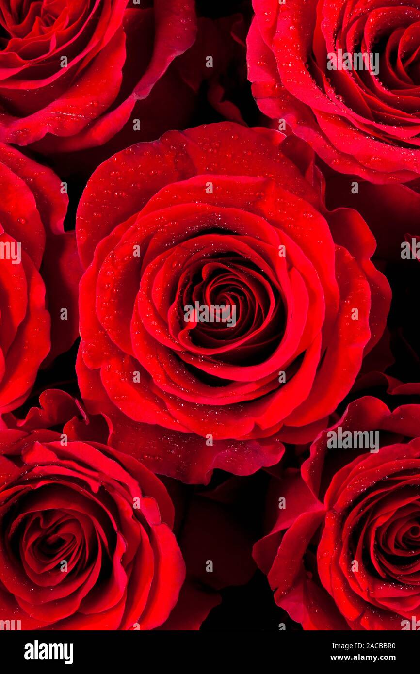 Libre de roses rouges Banque D'Images