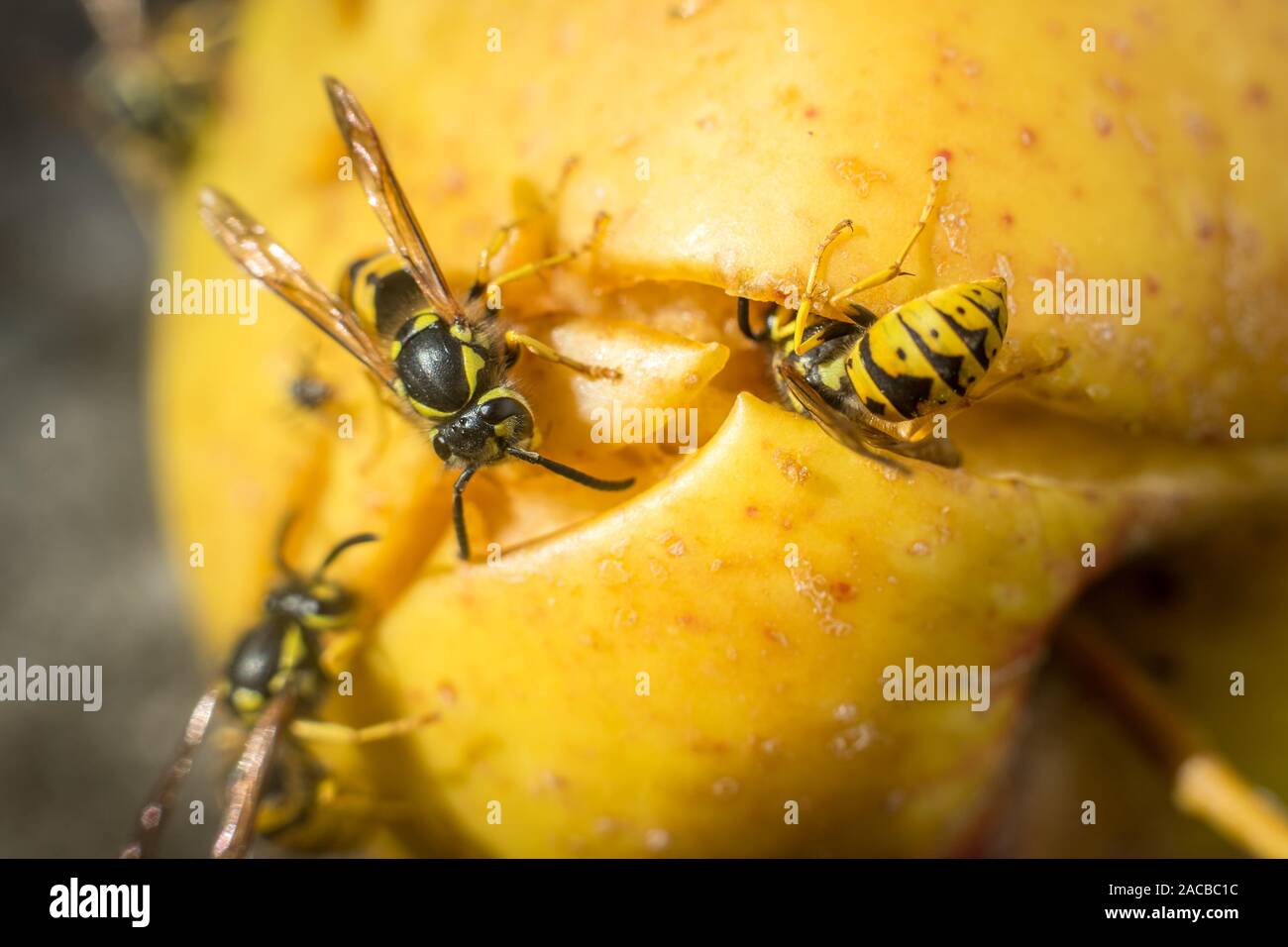 Les Guêpes jaunes pourries tombées au sol. apple Close up de guêpes jaunes Banque D'Images