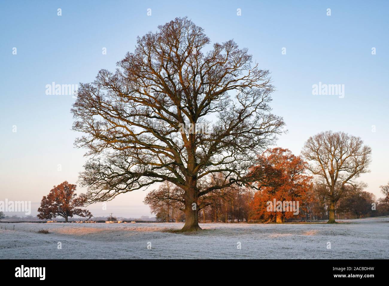 Quercus robur. Arbre de chêne dans l'hiver gel dans la campagne anglaise. Rois Sutton, Northamptonshire. UK Banque D'Images