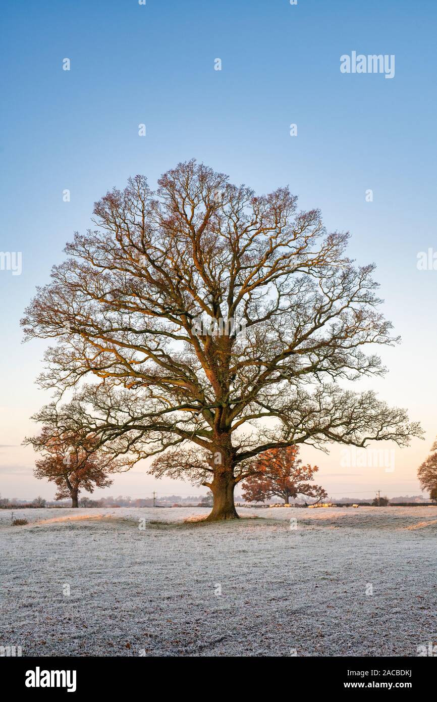 Quercus robur. Arbre de chêne dans l'hiver gel dans la campagne anglaise. Rois Sutton, Northamptonshire. UK Banque D'Images