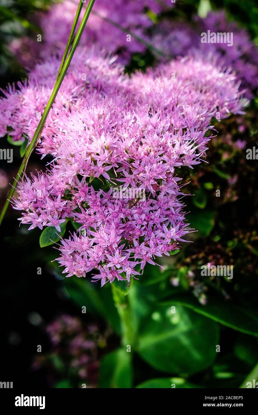 Hylotelephium spectabile brillant en vente dans un centre de jardin pépinière. Banque D'Images