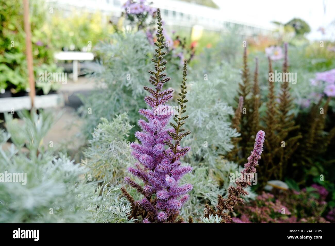 Astilbe Astilbe chinensis chinois nain var. pumila en vente dans un centre jardin. Banque D'Images