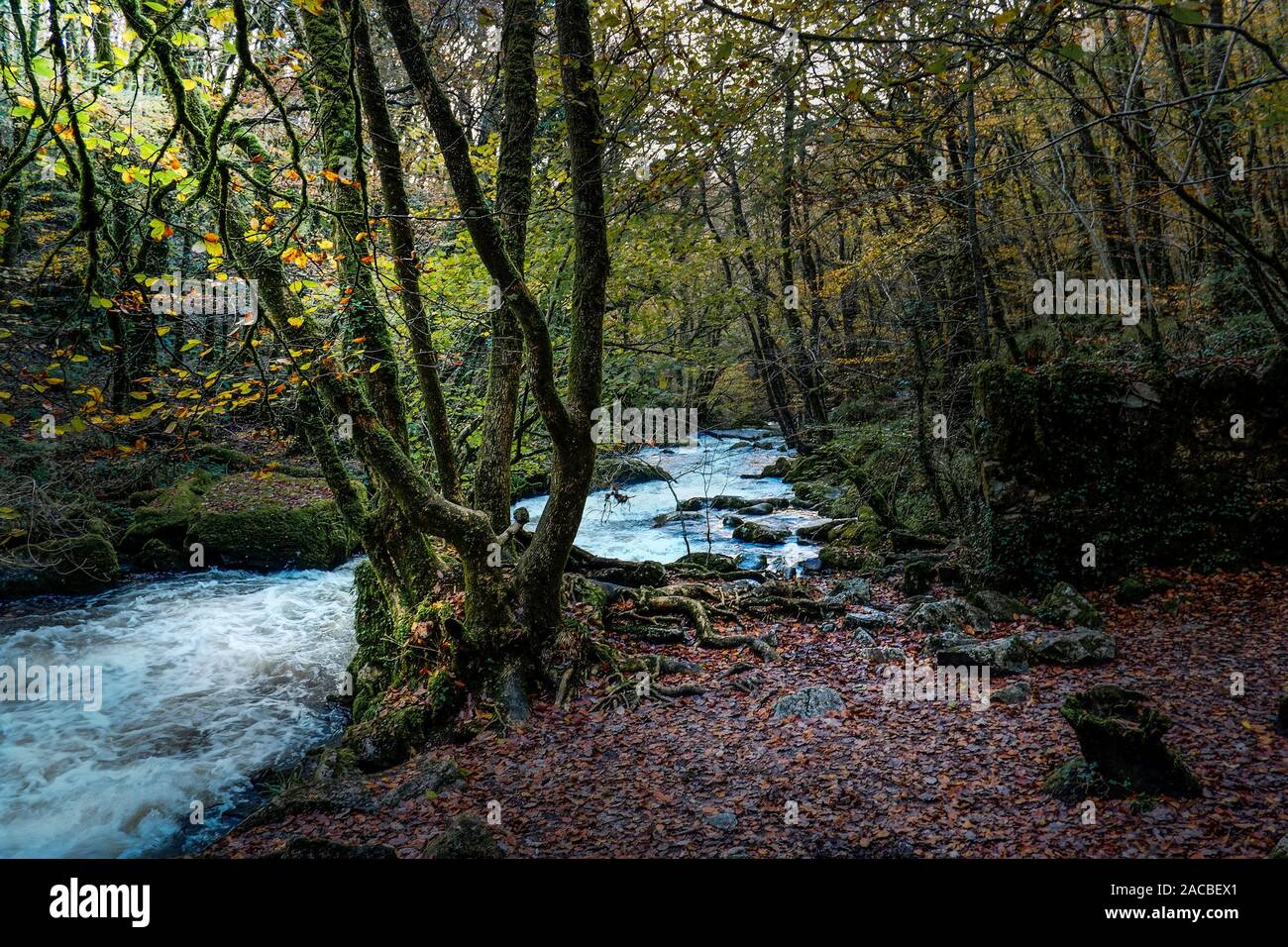 La rivière Fowey à quelques Draynes dans un bois d'automne une ancienne forêt dans Cornwall. Banque D'Images