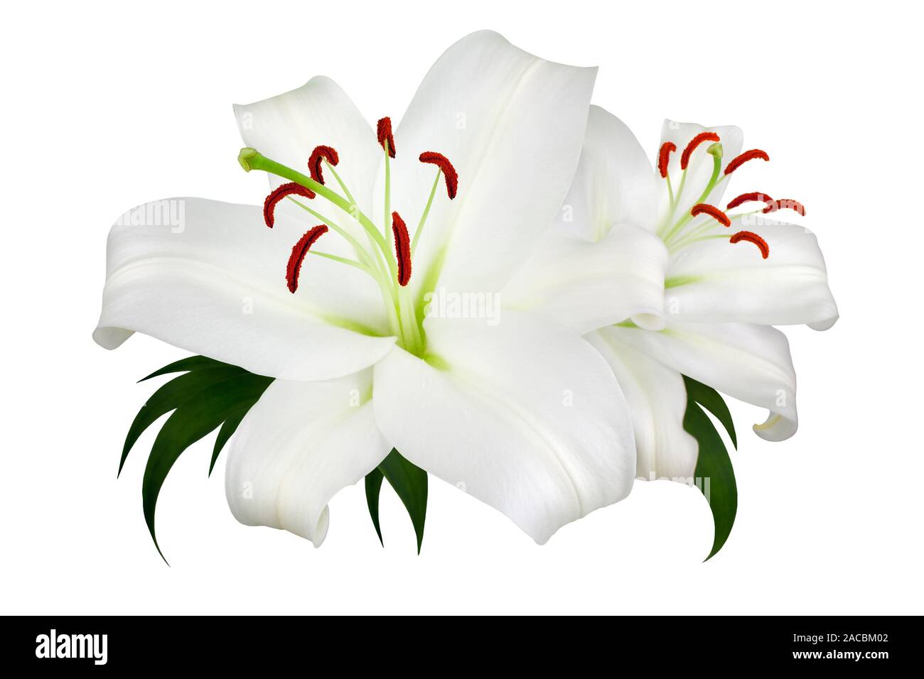 Deux fleurs de lys blanc avec étamines rouges et feuilles vertes sur fond  blanc gros plan isolé, Lilly motif floral, bouquet, bouquet de fleurs lys  lys Photo Stock - Alamy