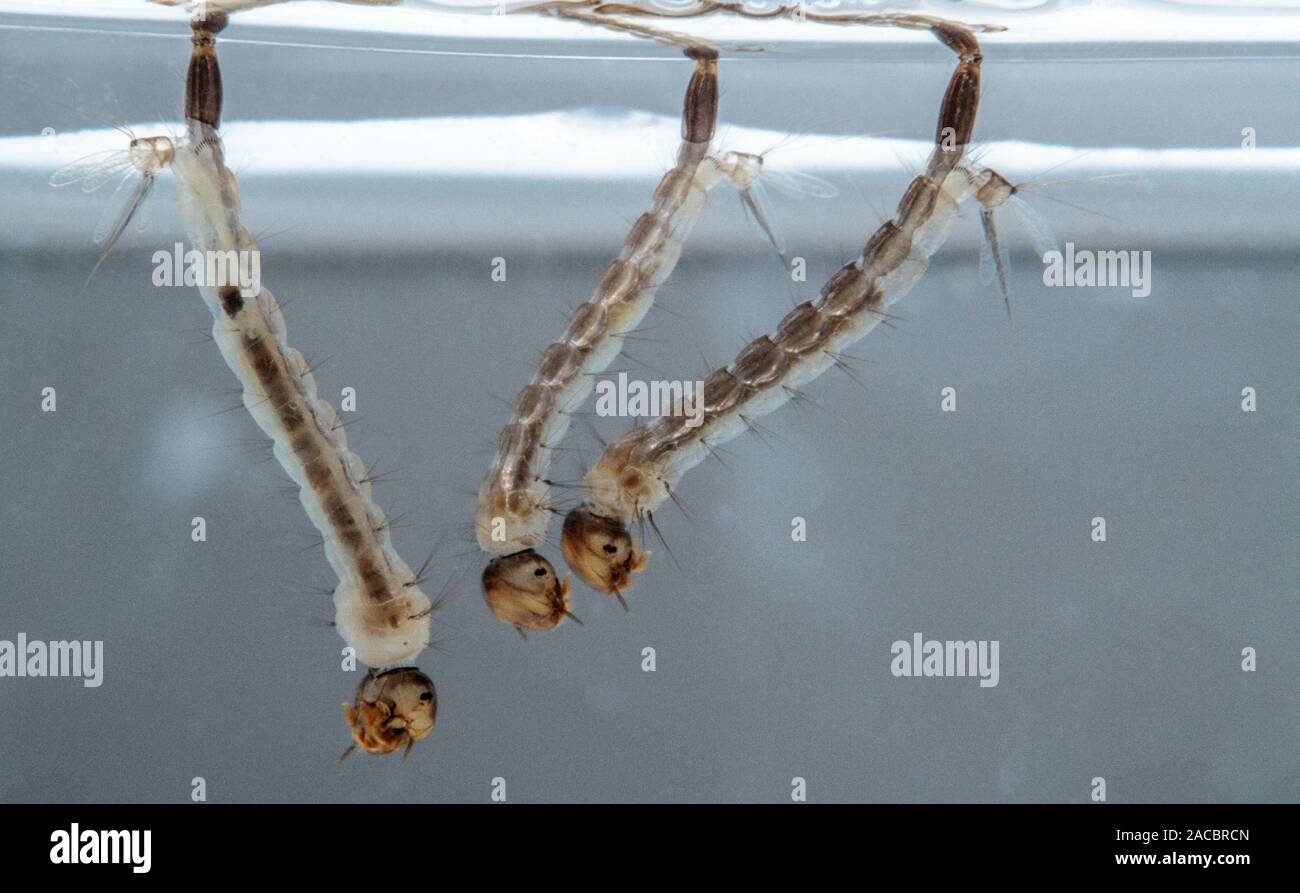Moustique Du Paludisme Banque D Image Et Photos Alamy