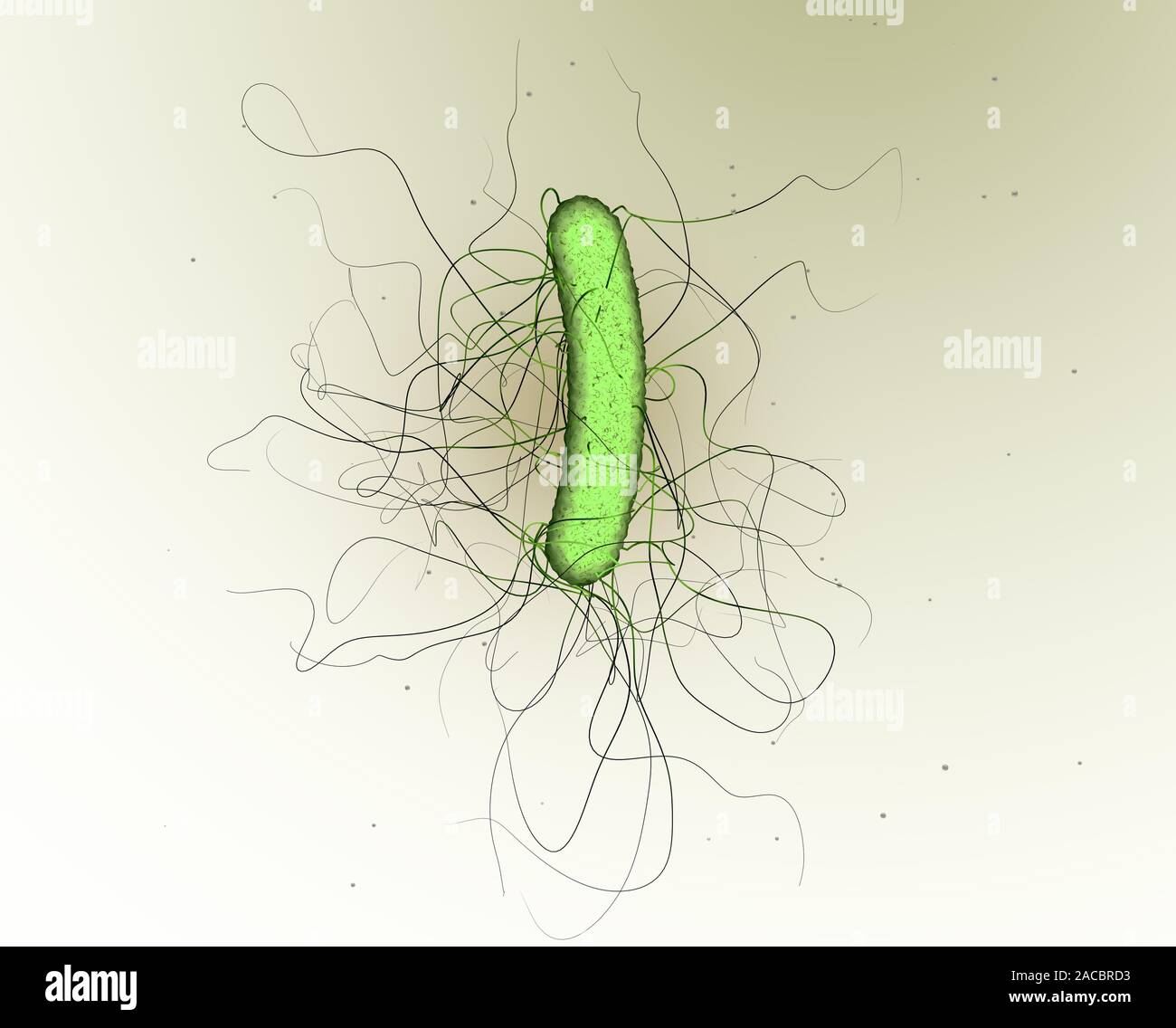 3D illustration montrant une seule bactérie clostridium difficile Banque D'Images