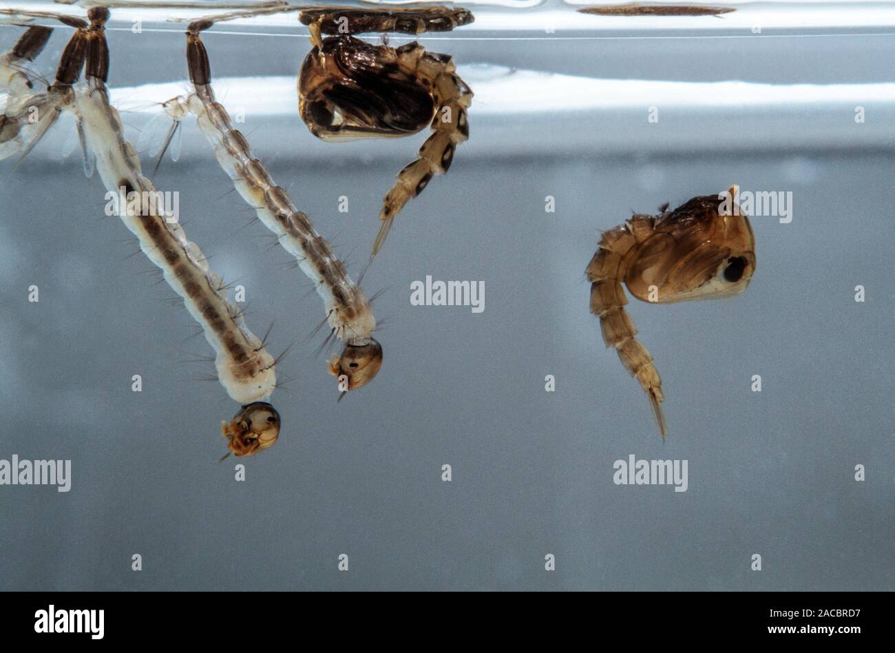 Insect Bites Banque D Image Et Photos Page 5 Alamy