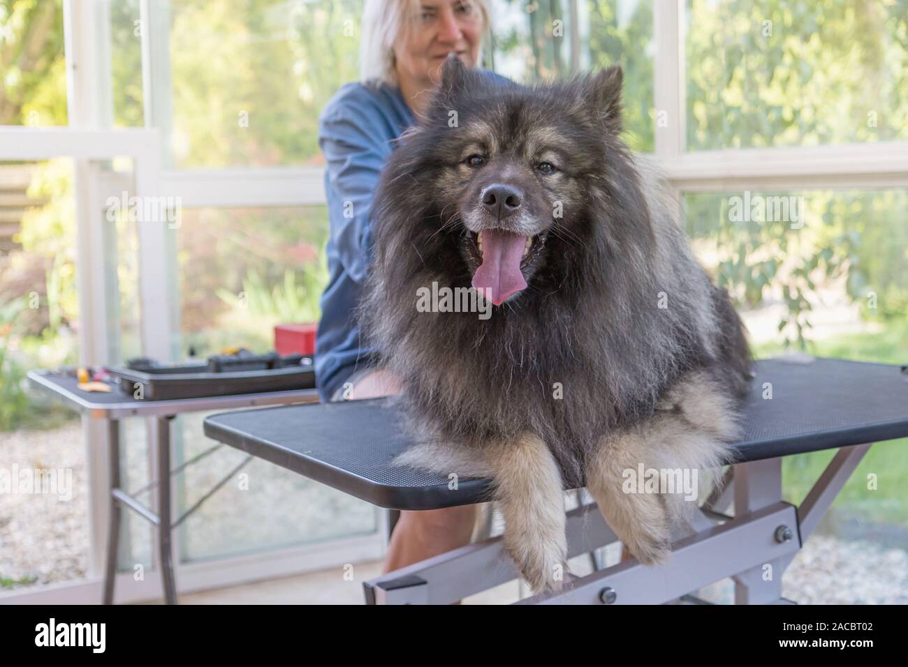 Trimed Spitz Loup chien est couché sur la table de toilettage hydraulique de relevage et la tête posée sur l'appareil photo. Smiling toiletteur professionnel femme est en e Banque D'Images
