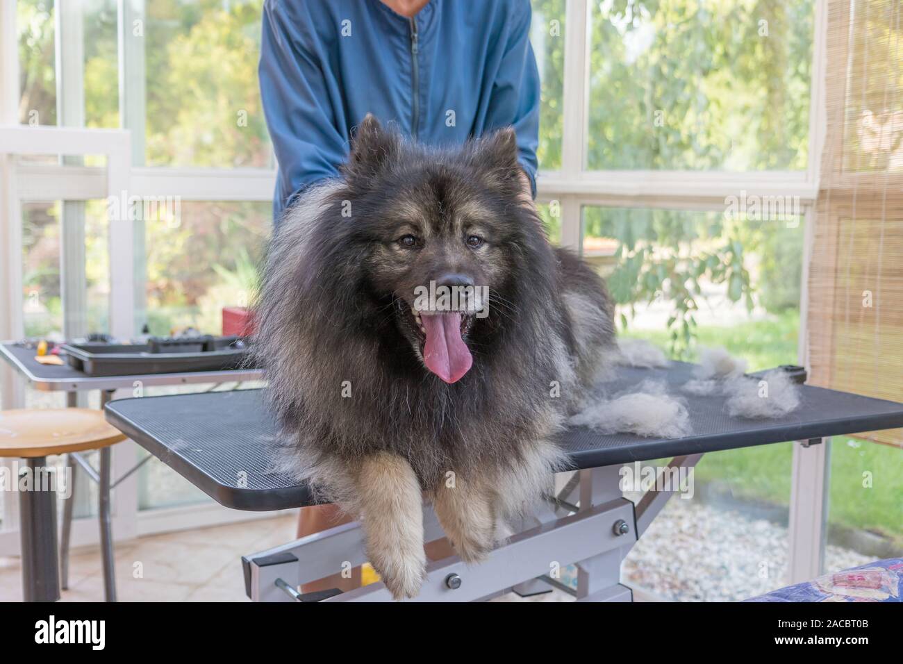 Trimed Spitz Loup chien est couché sur la table de toilettage hydraulique de levage et à la recherche sur le côté. Toiletteur professionnel femme est dans l'arrière-plan.Il y a Banque D'Images