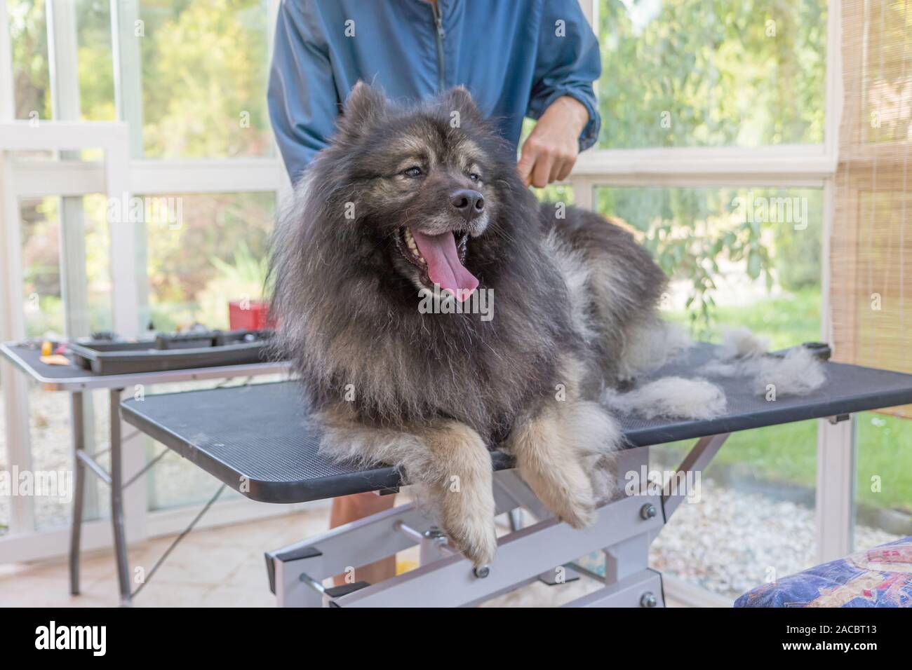 Spitz Loup' 'Smiling chien est couché sur la table de toilettage hydraulique de levage et à la recherche sur le côté avec la bouche ouverte. Toiletteur professionnel femme est dans la Banque D'Images