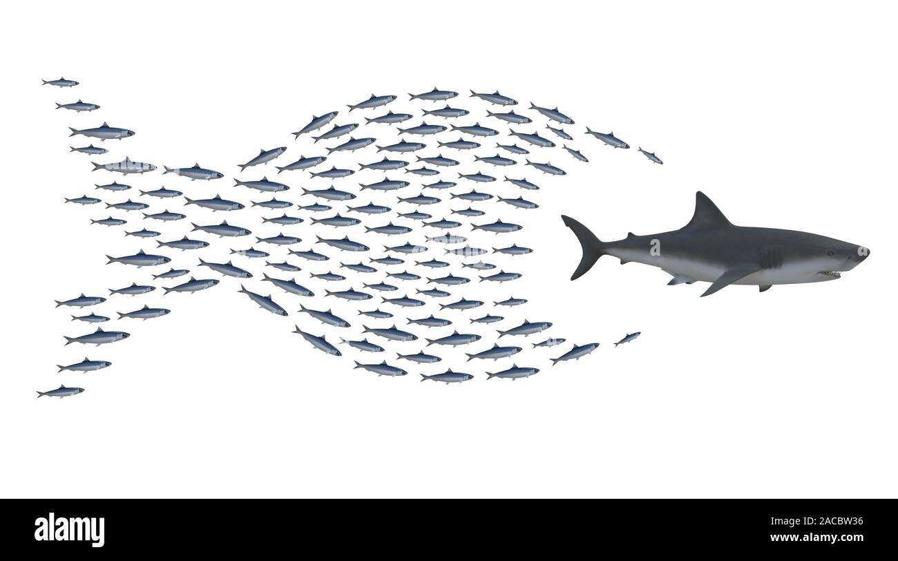 Groupe de sardines à la poursuite du requin, concept l'union fait la force, 3d illustration Banque D'Images