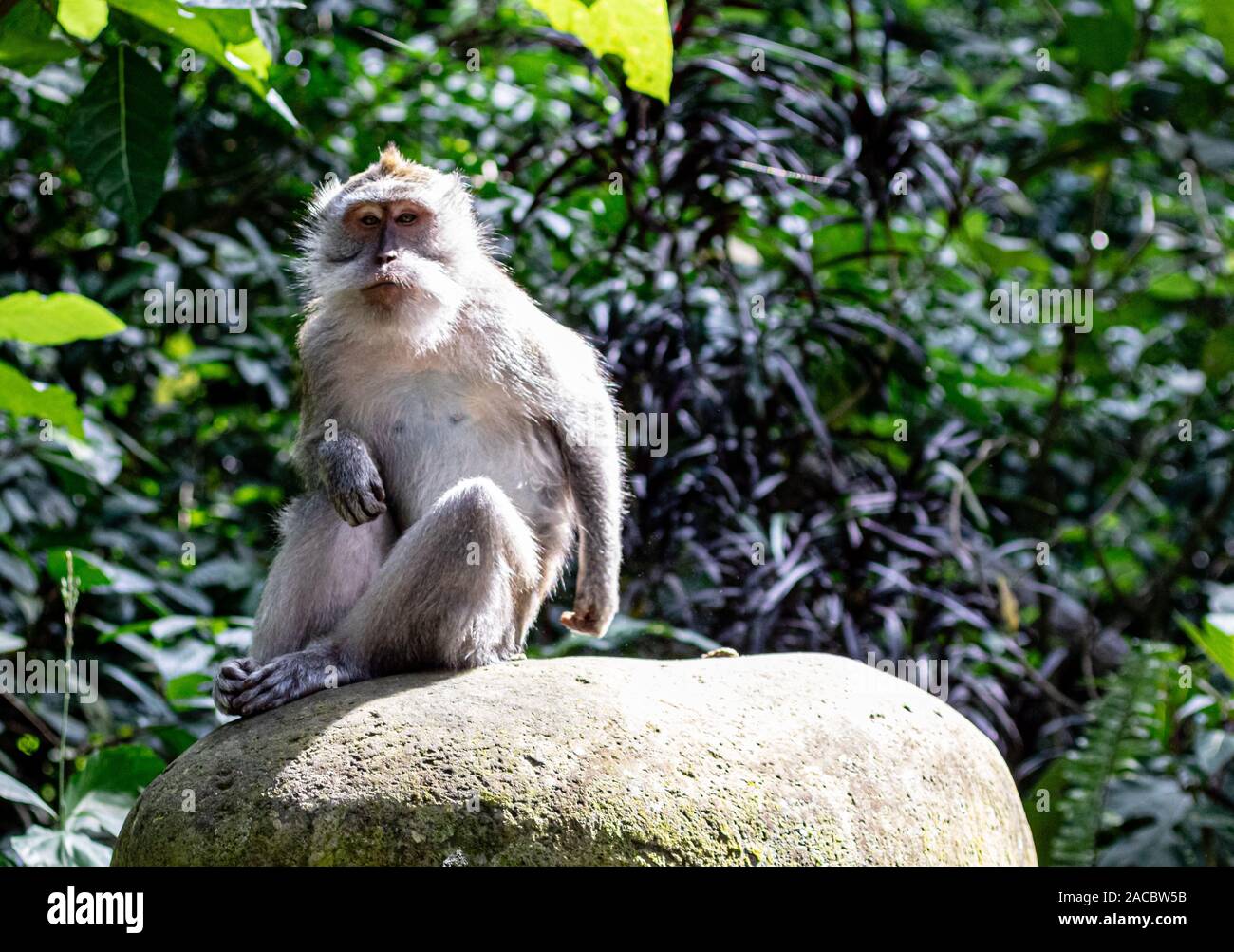 Un singe asiatique assis sur un rocher à Bali. Banque D'Images